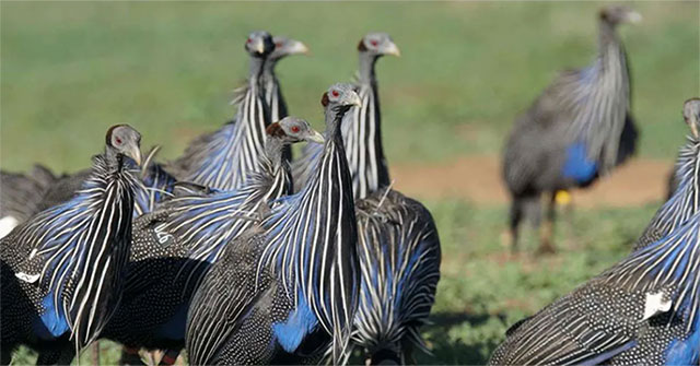 The world's first complicated 'bird society'