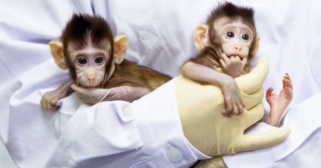 The world's first humanized double monkey fate in China