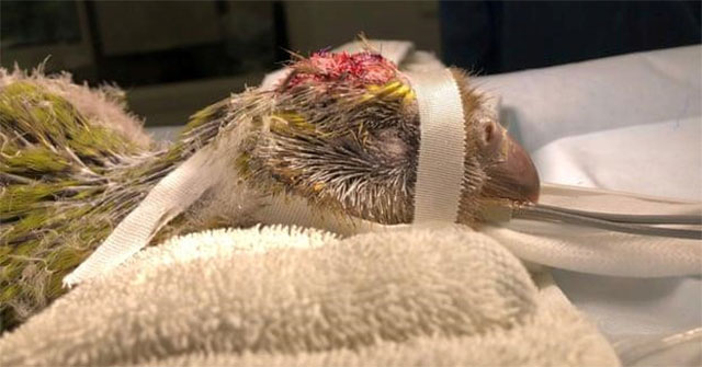 The world's first parrot brain surgery in New Zealand