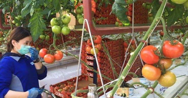 The world's first seawater tomato greenhouse