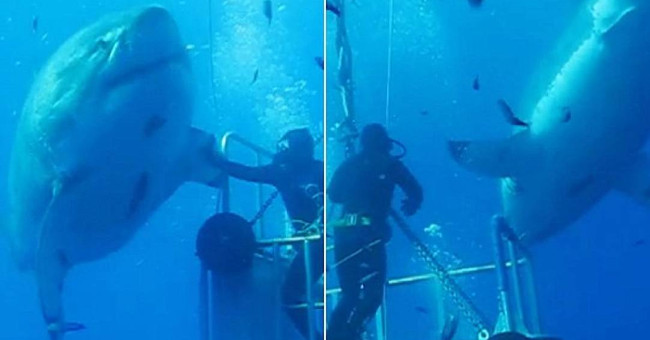 The world's largest 50-year-old white shark, Deep Blue