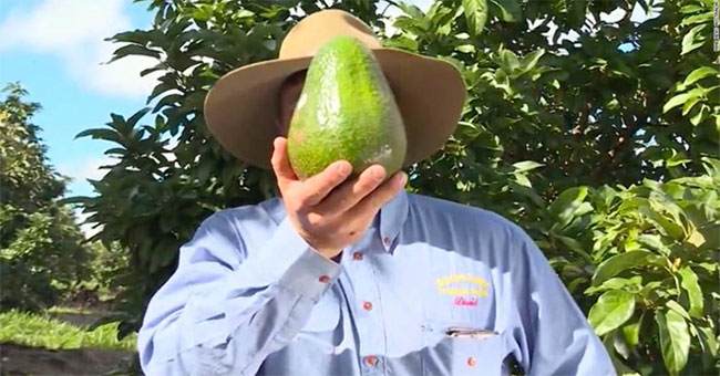 The world's largest avocado costs nearly VND 300,000 a fruit