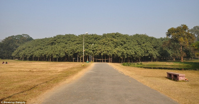 The world's largest banyan tree