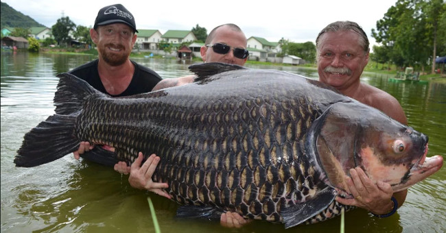 The world's largest carp weighs more than 1 quintal in Thailand