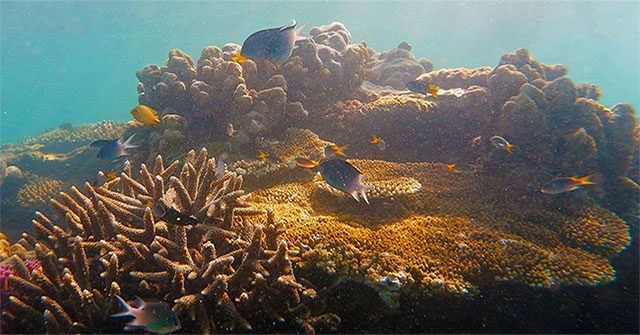 The world's largest coral reef in breeding season
