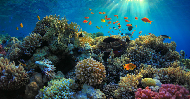 The world's largest coral reef is dying