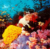 The world's largest coral reef is seriously degraded
