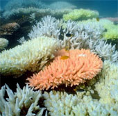 The world's largest coral reef will be wiped out in 2100