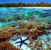 The world's largest coral reef will not fall into danger