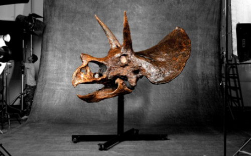 The world's largest dinosaur skull is auctioned