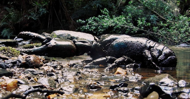The world's largest freshwater lobster is about to become extinct