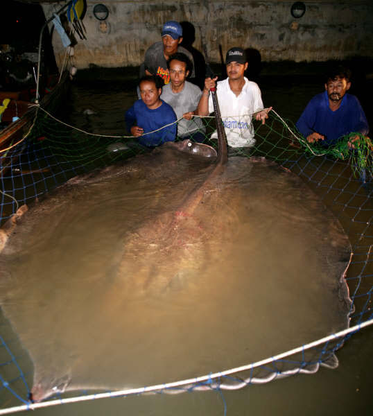 The world's largest freshwater stingray