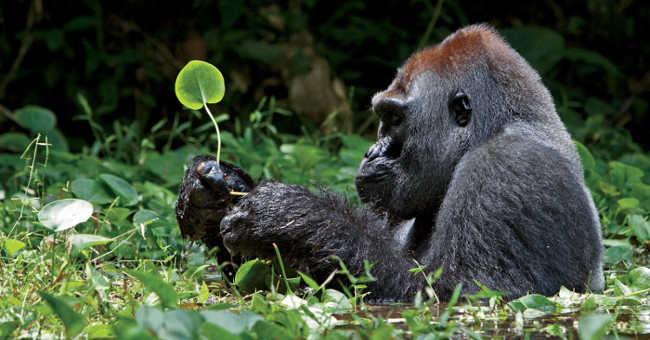 The world's largest gorilla stands on the brink of extinction
