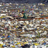 The world's largest landfill threatens marine life