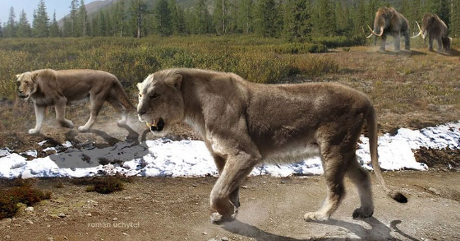 The world's largest lion species was eradicated by the ancient people
