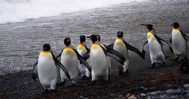 The world's largest penguin kingdom collapsed mysteriously