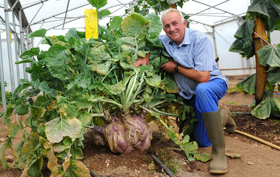 The world's largest radish, weighing 38.8 kg