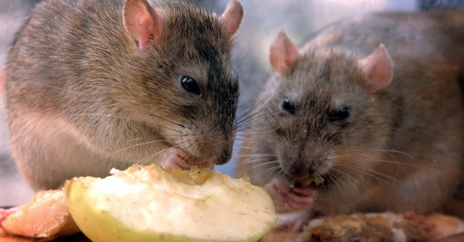 The world's largest rat killing campaign on the British island