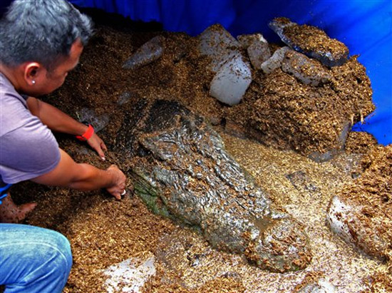 The World S Largest Saltwater Crocodile Dies