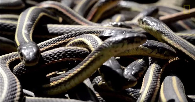 The world's largest snake cave awakens after hibernation