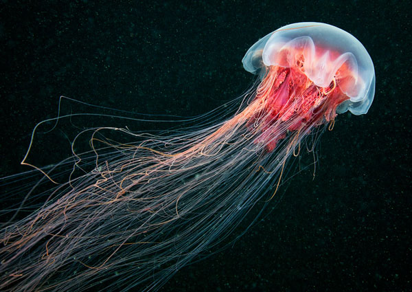 The world's largest species of jellyfish in the White Sea