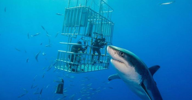 The world's largest white shark is over 6m long