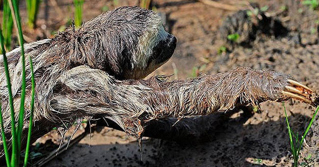 The world's laziest animal