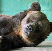 The world's longest brown bear died at the age of 35