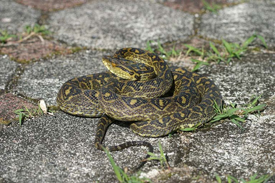 The world's longest snake found in Japan
