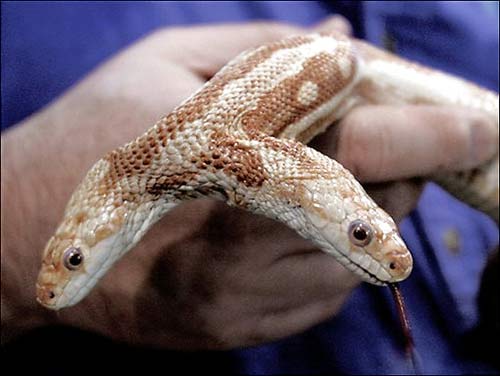 The world's longest two-headed snake