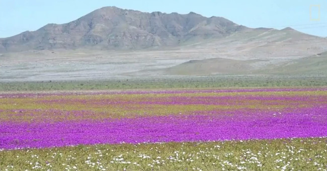 The world's most arid desert turns into a colorful sea of ​​flowers