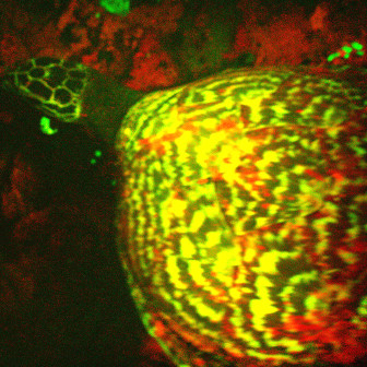 The world's most bizarre discovery: Self-luminous sea turtles