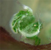 The world's most bizarre green shrimp