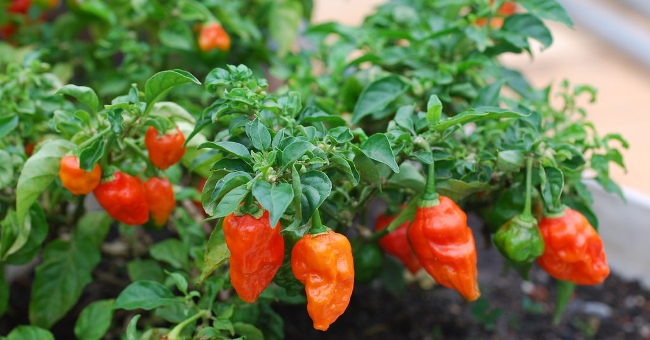 The world's most exclusive foods