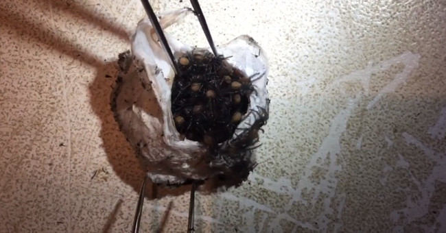 The world's most exclusive spider egg wrap makes the researcher happy