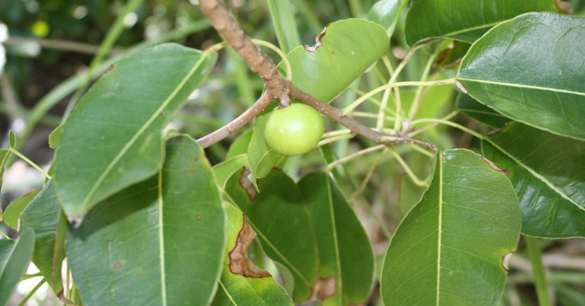 The world's most exclusive tree species