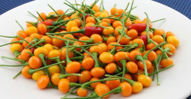 The world's most expensive chili costs $ 26,000 a kilo