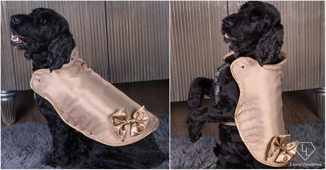 The world's most expensive dog jacket