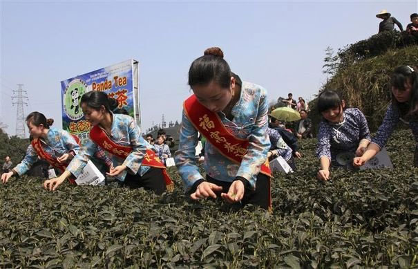 The world's most expensive tea is fertilized from panda feces
