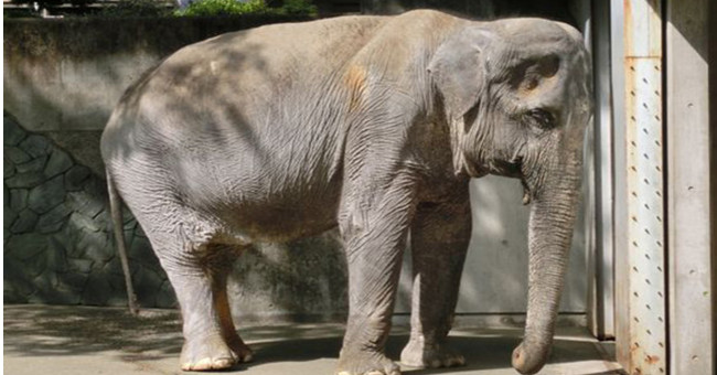 The world's most lonely old elephant dies before being free
