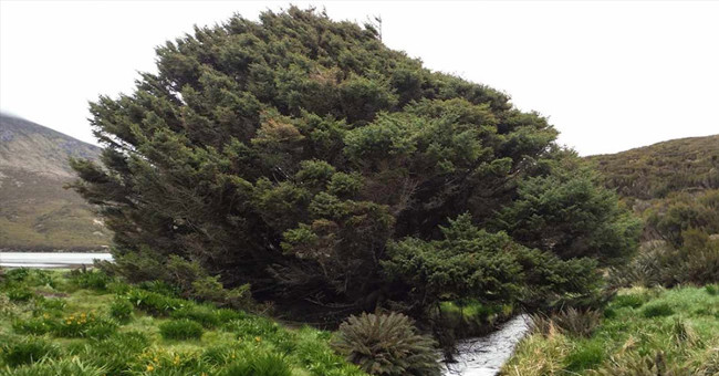 The world's most lonely 'tree' reveals the beginning of geology
