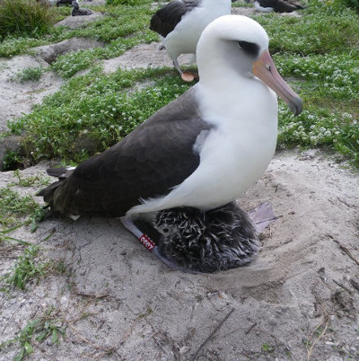 The world's oldest albatross is about to give birth to 37th child
