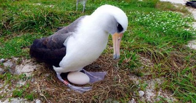The world's oldest albatross lays eggs at age 66