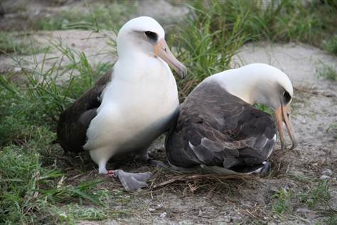 The world's oldest bird lays eggs