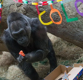 The world's oldest gorilla celebrates its 56th birthday
