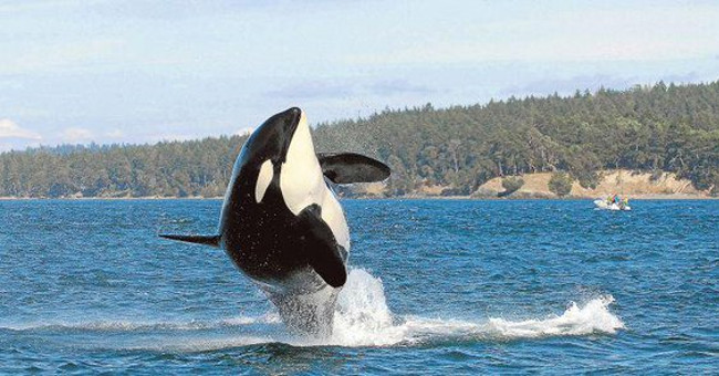 The world's oldest killer whale died at the age of over 100