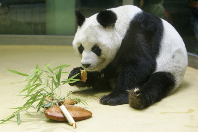 The world's oldest male panda dies