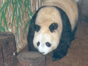 The world's oldest 'panda' has died at the age of 34