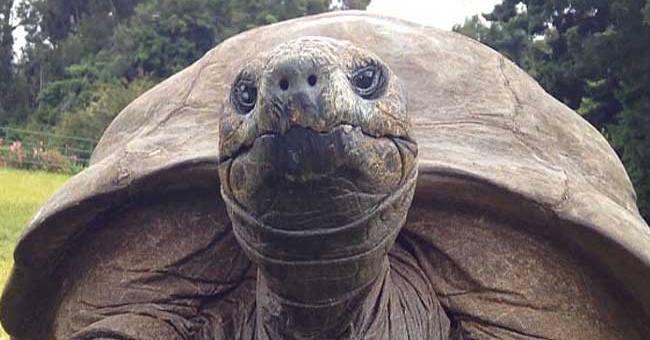 The world's oldest turtle is bathed for the first time