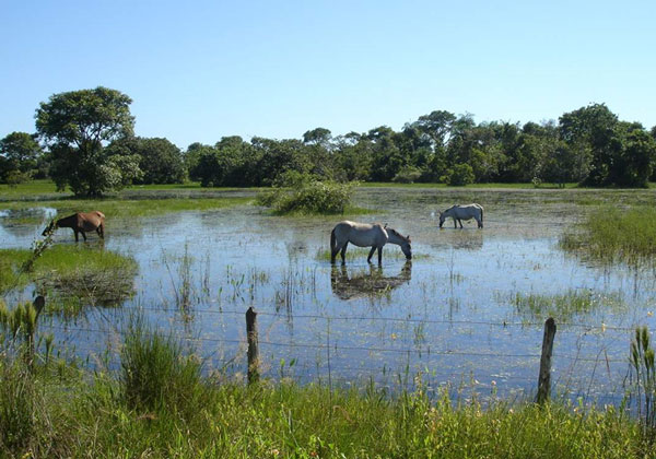 The world's only flooded area is under threat